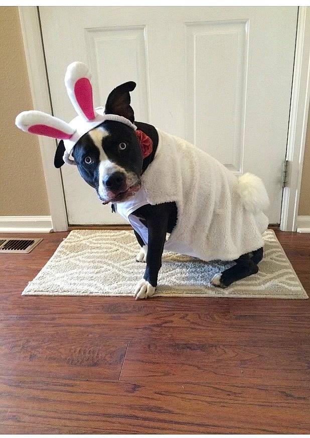 Marley joined the competition — help win amazing prizes! boston_terrier, carnivore, collar, comfort, companion_dog, dog, dog_breed, dog_collar, fawn, floor, flooring, grey, hardwood, laminate_flooring, pet_supply, rectangle, snout, wood, wood_stain, working_animal