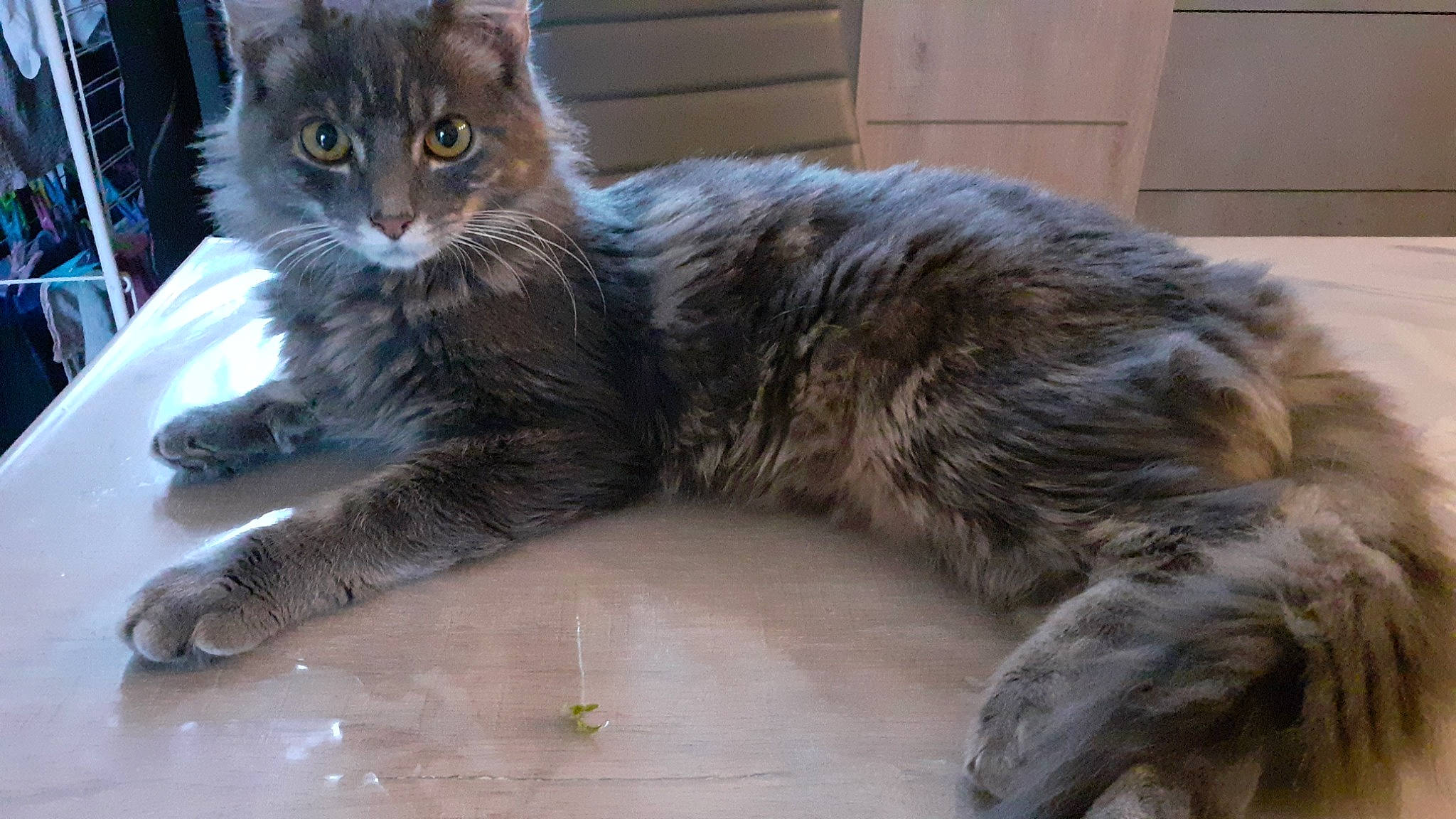 Kinder participe au concours pour gagner de l'argent avec cette photo : cabinetry, carnivore, cat, claw, comfort, domestic_short_haired_cat, door, felidae, fur, grey, metal, paw, sitting, small_to_medium_sized_cats, snout, tail, terrestrial_animal, whiskers