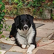 Lucky participe au concours pour gagner de l'argent avec cette photo : dog, black_and_white, lying_down, chain_collar, patio, stone_tiles, greenery, plants, outdoor, calm, pet, animal, fence, garden, resting, domestic_animal, nature, close_up, daylight, pavement