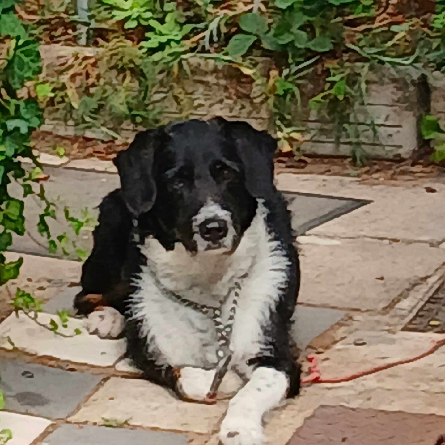 Lucky participe au concours pour gagner de l'argent avec cette photo : animal, black_and_white, calm, chain_collar, close_up, daylight, dog, domestic_animal, fence, garden, greenery, lying_down, nature, outdoor, patio, pavement, pet, plants, resting, stone_tiles
