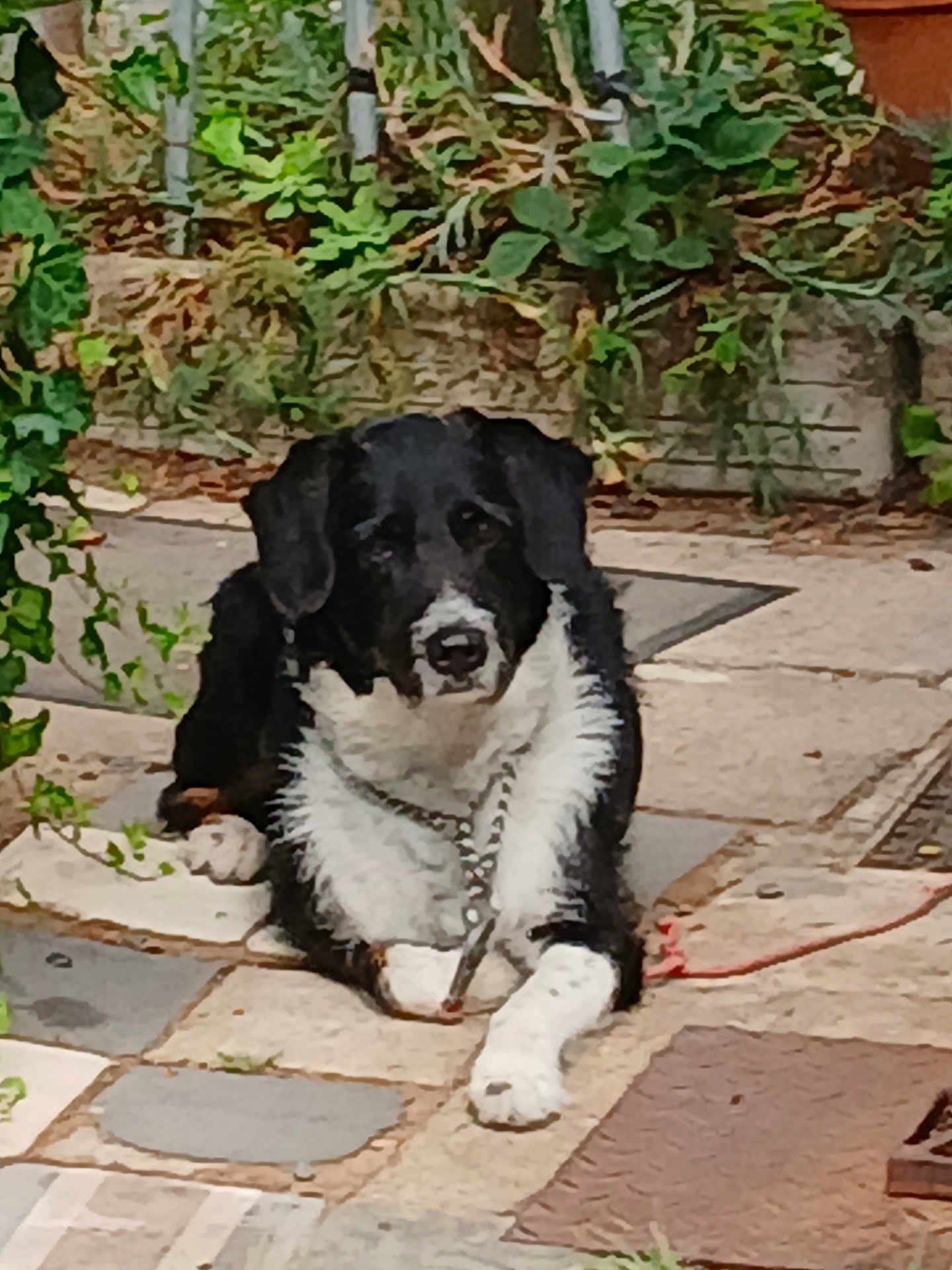 Lucky participe au concours pour gagner de l'argent avec cette photo : dog, black_and_white, lying_down, chain_collar, patio, stone_tiles, greenery, plants, outdoor, calm, pet, animal, fence, garden, resting, domestic_animal, nature, close_up, daylight, pavement