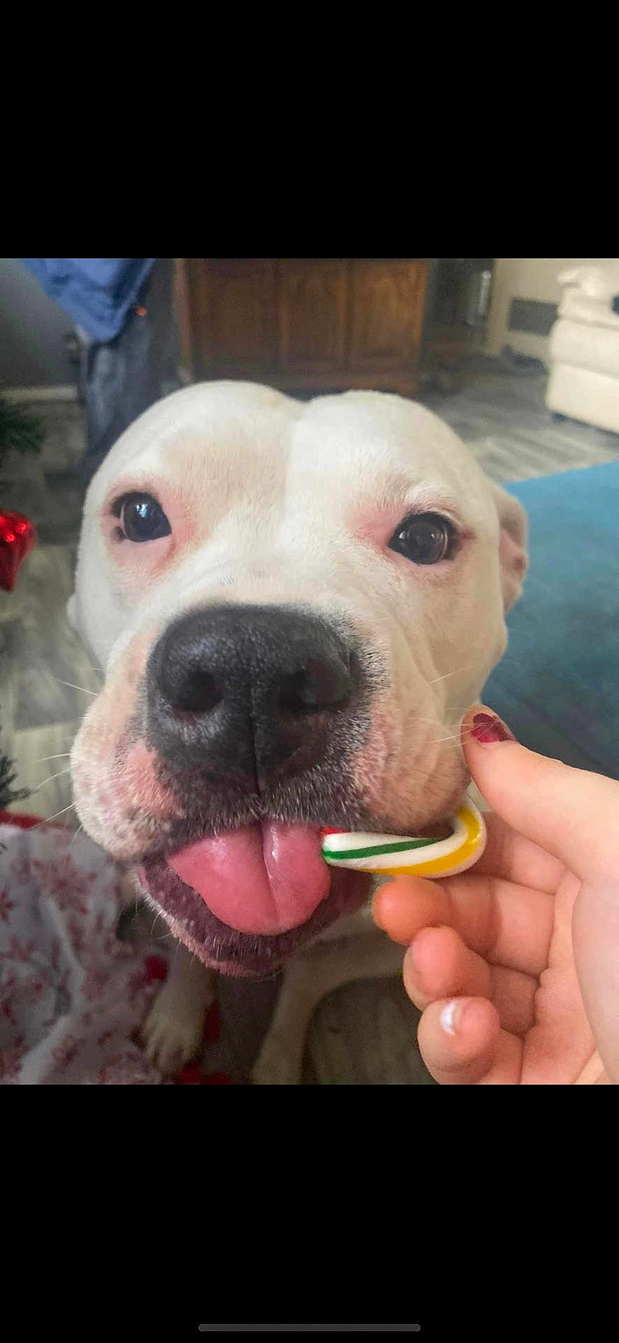 Toots joined the competition — help win amazing prizes! dog, white_dog, tongue, close_up, indoor, hand, candy_cane, floor, carpet, cabinet, playful, pet, animal, cute, nose, paw, furniture, living_room, human_hand, holiday