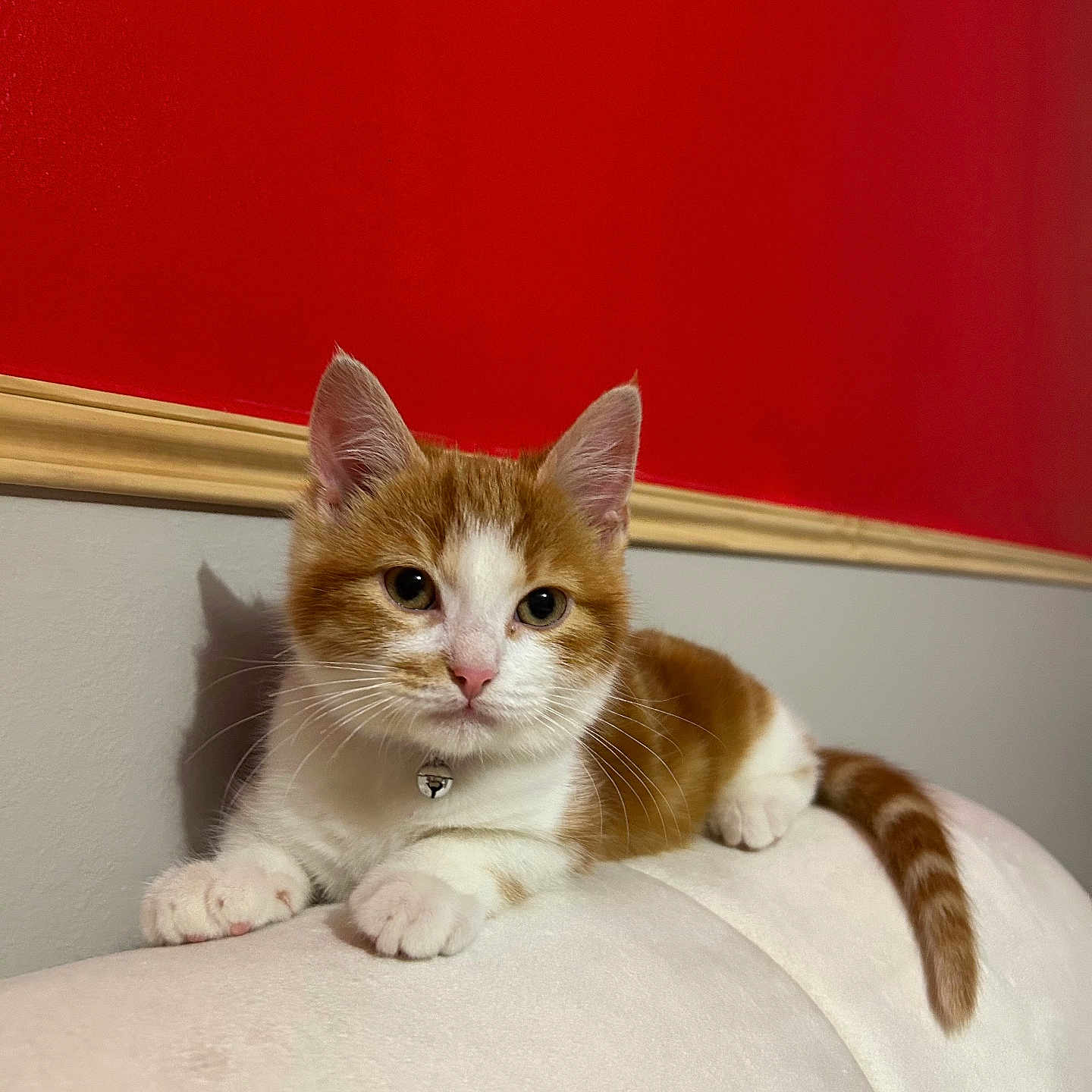 Nala a rejoint le concours — aidez-le/la à gagner de superbes lots ! animal, bell, cat, collar, couch, curious, cute, domestic, ears, feline, fur, indoor, kitten, orange_and_white, pet, resting, soft, tail, whiskers, young