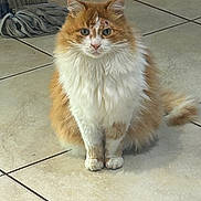 Mariuse participe au concours pour gagner de l'argent avec cette photo : cat, orange_cat, white_cat, fluffy, sitting, tile_floor, broom, rag, indoor, pet, animal, feline, looking_at_camera, curious, fur, whiskers, ears, tail, domestic, household
