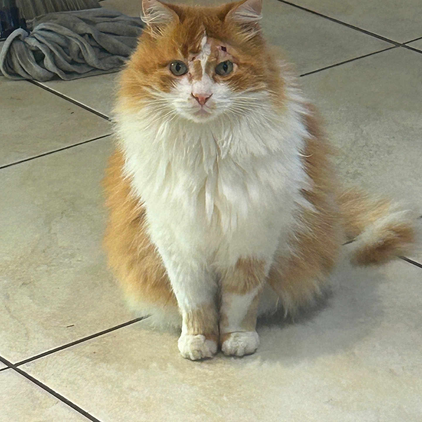 Mariuse participe au concours pour gagner de l'argent avec cette photo : animal, broom, cat, curious, domestic, ears, feline, fluffy, fur, household, indoor, looking_at_camera, orange_cat, pet, rag, sitting, tail, tile_floor, whiskers, white_cat
