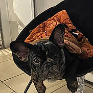 Cash joined the competition — help win amazing prizes! dog, french_bulldog, brindle, pet, indoor, chair, blanket, cozy, ears, looking_at_camera, floor_tiles, domestic, animal, cute, resting, black_chair, paw, fur, face, expression