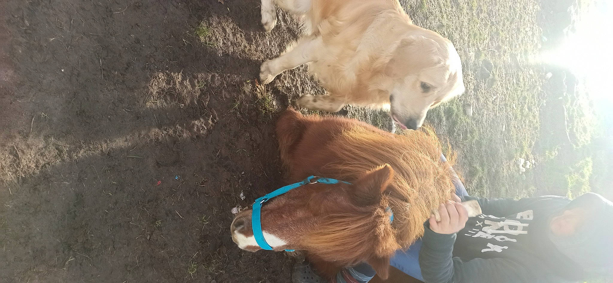 Valko a rejoint le concours — aidez-le/la à gagner de superbes lots ! canidae, carnivore, companion_dog, dog, dog_breed, fawn, fur, leash, liver, livestock, mare, pack_animal, pet_supply, retriever, snout, soil, sporting_group, stallion, tail, working_animal