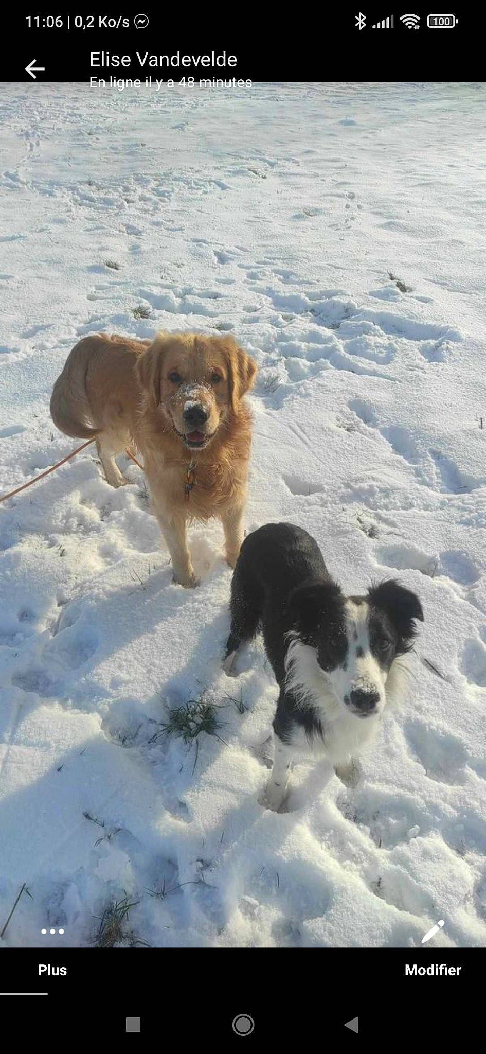 Valko Et Laya a rejoint le concours — aidez-le/la à gagner de superbes lots ! canidae, carnivore, companion_dog, dog, dog_breed, fawn, freezing, fur, gun_dog, hunting_dog, mammal, retriever, snout, snow, sporting_group, tail, vertebrate, winter, working_dog