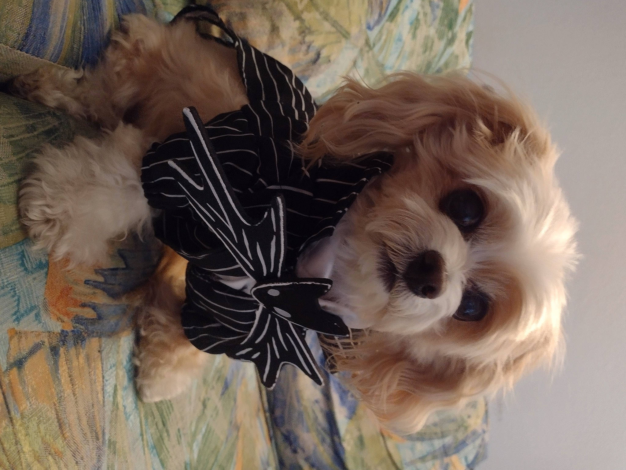 Charlie joined the competition — help win amazing prizes! canidae, carnivore, companion_dog, dog, dog_breed, dog_clothes, dog_supply, fawn, fur, liver, pattern, puppy_love, small_terrier, sporting_group, stuffed_toy, sunglasses, terrier, toy, toy_dog, working_animal