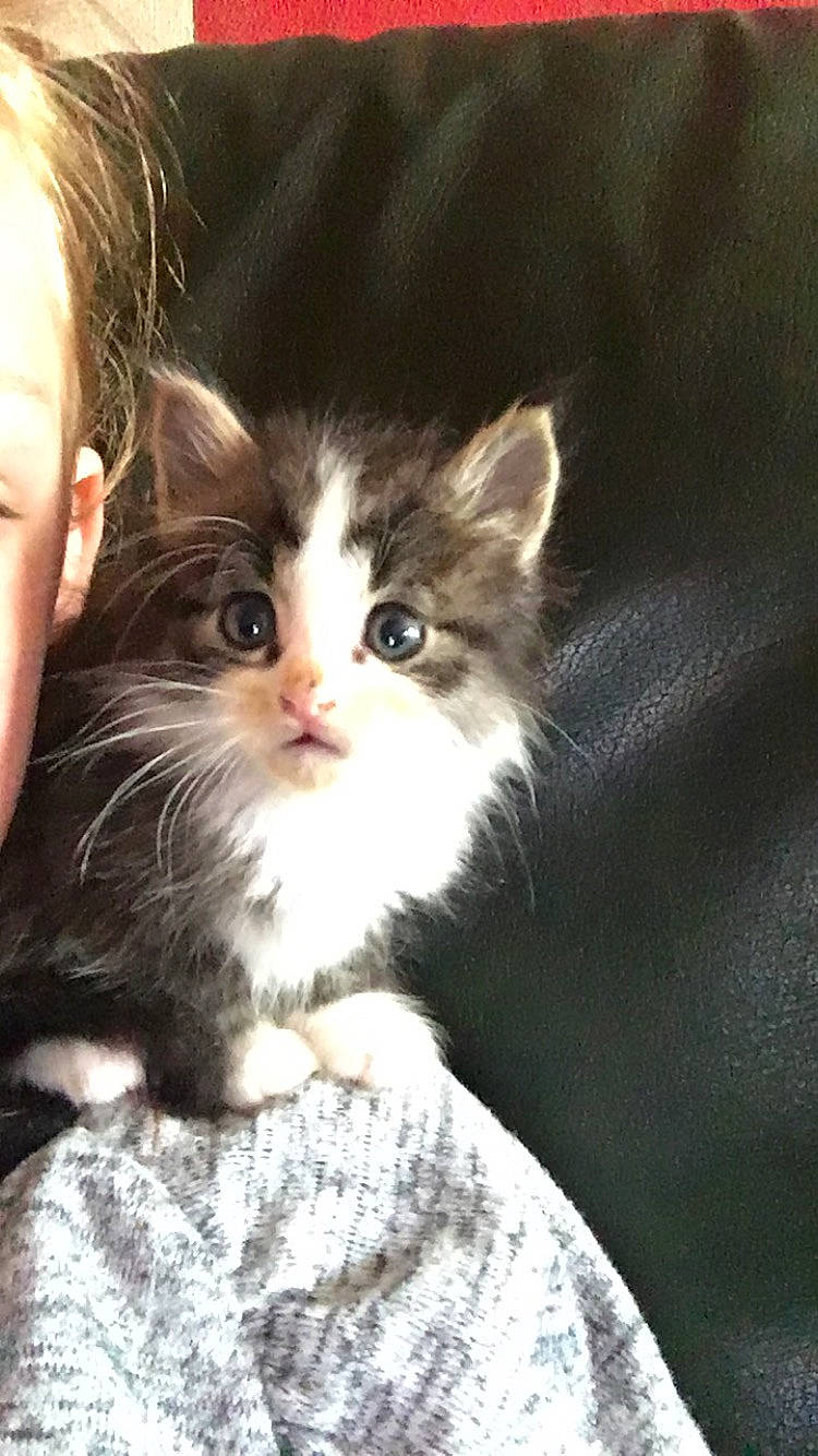 Papillote a rejoint le concours — aidez-le/la à gagner de superbes lots ! american_curl, british_semi_longhair, carnivore, cat, domestic_long_haired_cat, european_shorthair, felidae, fur, kitten, mammal, norwegian_forest_cat, ragamuffin, siberian, small_to_medium_sized_cats, vertebrate, whiskers