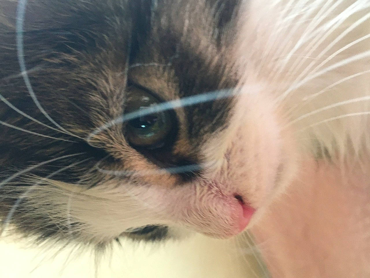 Papillote participe au concours pour gagner de l'argent avec cette photo : canidae, carnivore, cat, close_up, ear, eye, fawn, felidae, fur, head, iris, kitten, nose, organ, small_to_medium_sized_cats, snout, whiskers