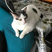 Blanquette a rejoint le concours — aidez-le/la à gagner de superbes lots ! cat, white_cat, gray_markings, couch, teal_couch, armrest, table, tablecloth, patterned_tablecloth, indoor, furniture, pet, animal, relaxed, alert, home, cozy, domestic, living_room, curious
