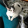 cat, white_cat, gray_markings, couch, teal_couch, armrest, table, tablecloth, patterned_tablecloth, indoor, furniture, pet, animal, relaxed, alert, home, cozy, domestic, living_room, curious