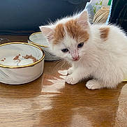 Jimmy participe au concours pour gagner de l'argent avec cette photo : kitten, cat, feline, pet, indoor, table, wood, food_bowl, marble_pattern, gold_rim, curious, small, white, orange, fur, cute, animal, domestic, closeup, young