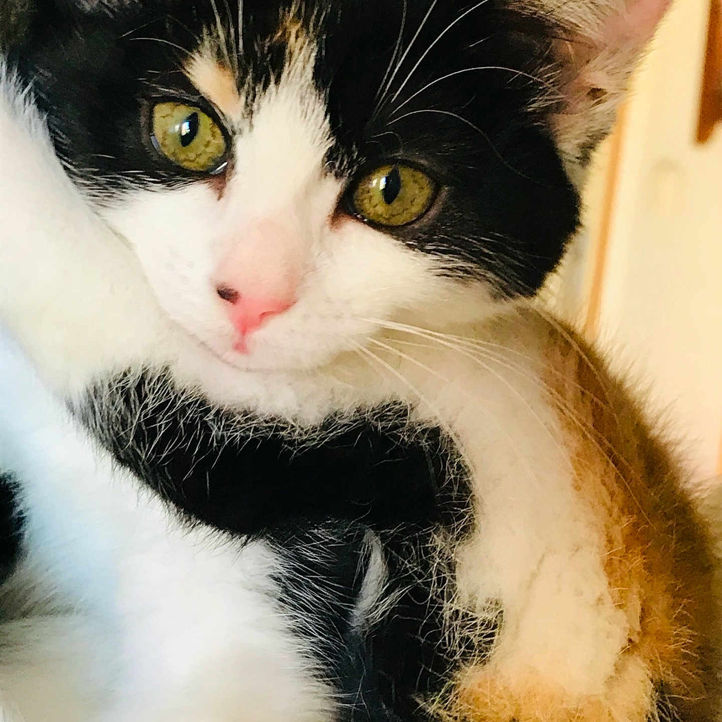 Stella