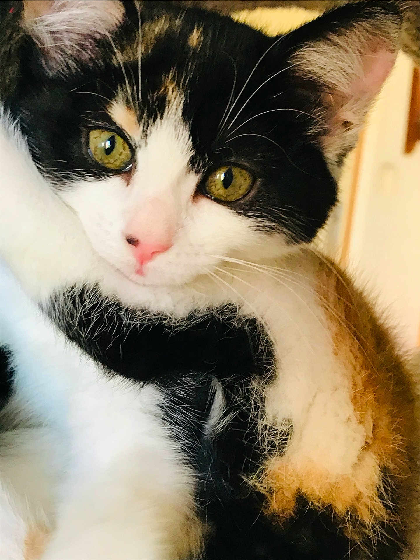 Stella