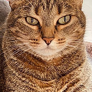 Julie participe au concours pour gagner de l'argent avec cette photo : cat, tabby_cat, close_up, portrait, whiskers, fur, ears, eyes, pet, animal, feline, domestic_cat, face, looking, indoor, cute, mammal, closeup, expression, natural_light