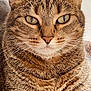 cat, tabby_cat, close_up, portrait, whiskers, fur, ears, eyes, pet, animal, feline, domestic_cat, face, looking, indoor, cute, mammal, closeup, expression, natural_light