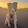 Roxy participe au concours pour gagner de l'argent avec cette photo : dog, sunset, road, outdoor, animal, pet, sky, grass, street, evening, nature, canine, fur, quiet, peaceful, sunlight, walk, alone, scenic, leisure