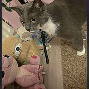 Chocapic a rejoint le concours — aidez-le/la à gagner de superbes lots ! cat, gray_cat, white_paws, plush_toys, teddy_bear, pink_toy, red_toy, wooden_floor, carpet, indoor, ivy_plants, curious, pet, animal, feline, toy_collection, flooring, home_interior, decor, domestic_cat