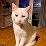 cat, white_cat, pet, animal, indoor, wooden_table, collar, pink_nose, whiskers, window, evening, curtains, cozy, feline, domestic_cat, sitting, looking, houseplant, home, quiet