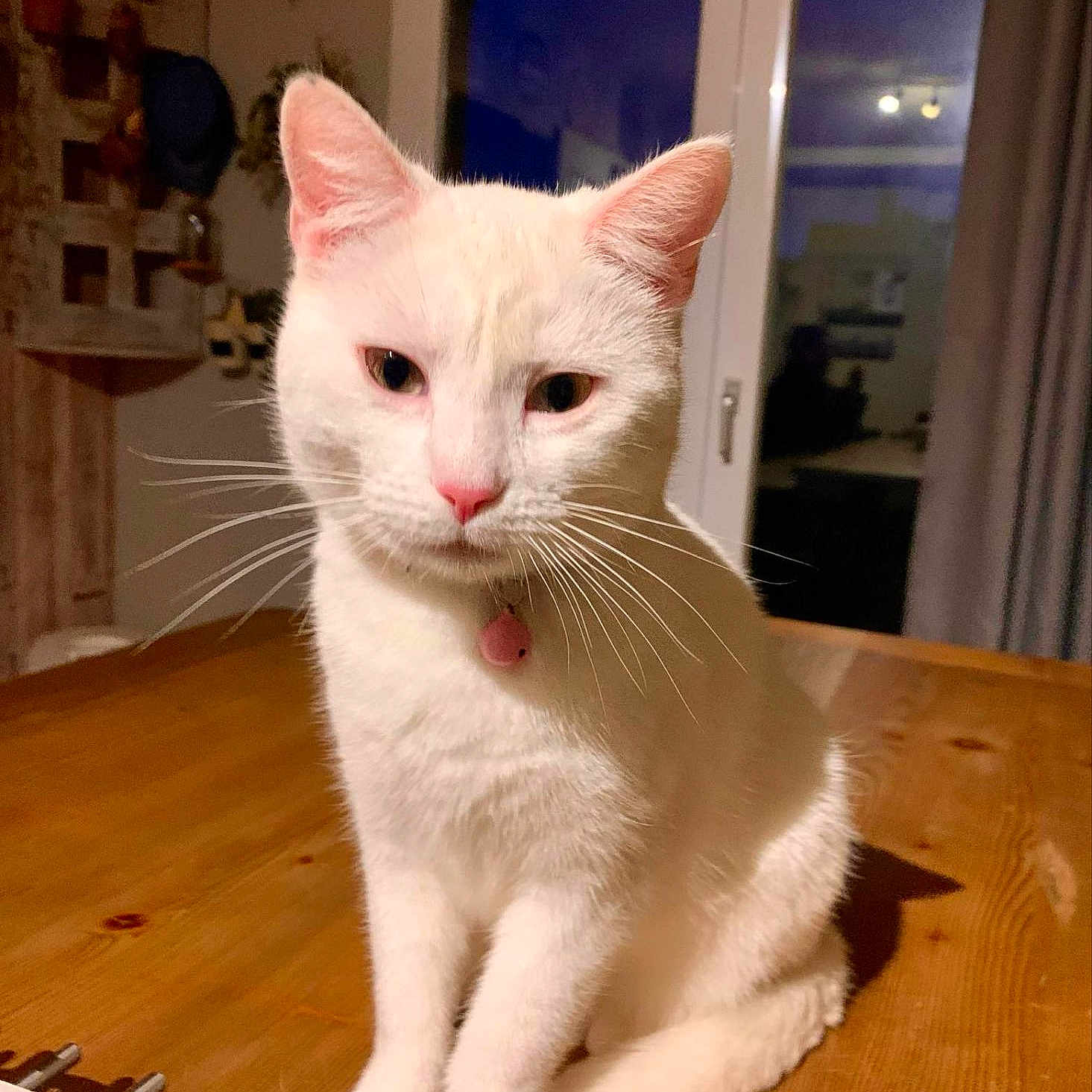 Blanche participe au concours pour gagner de l'argent avec cette photo : cat, white_cat, pet, animal, indoor, wooden_table, collar, pink_nose, whiskers, window, evening, curtains, cozy, feline, domestic_cat, sitting, looking, houseplant, home, quiet