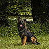 dog, german_shepherd, grass, greenery, outdoor, nature, tree, canine, pet, animal, tongue_out, happy, sitting, fur, ears, collar, sunlight, leaf, summer, park