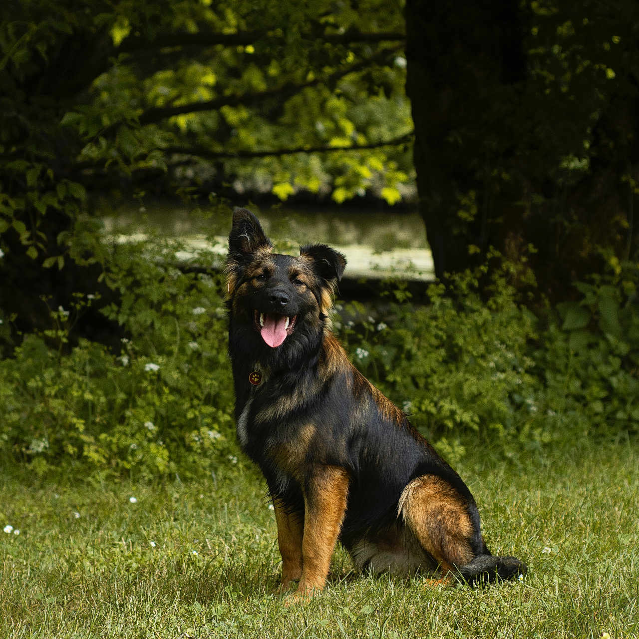 Roots a rejoint le concours — aidez-le/la à gagner de superbes lots ! dog, german_shepherd, grass, greenery, outdoor, nature, tree, canine, pet, animal, tongue_out, happy, sitting, fur, ears, collar, sunlight, leaf, summer, park