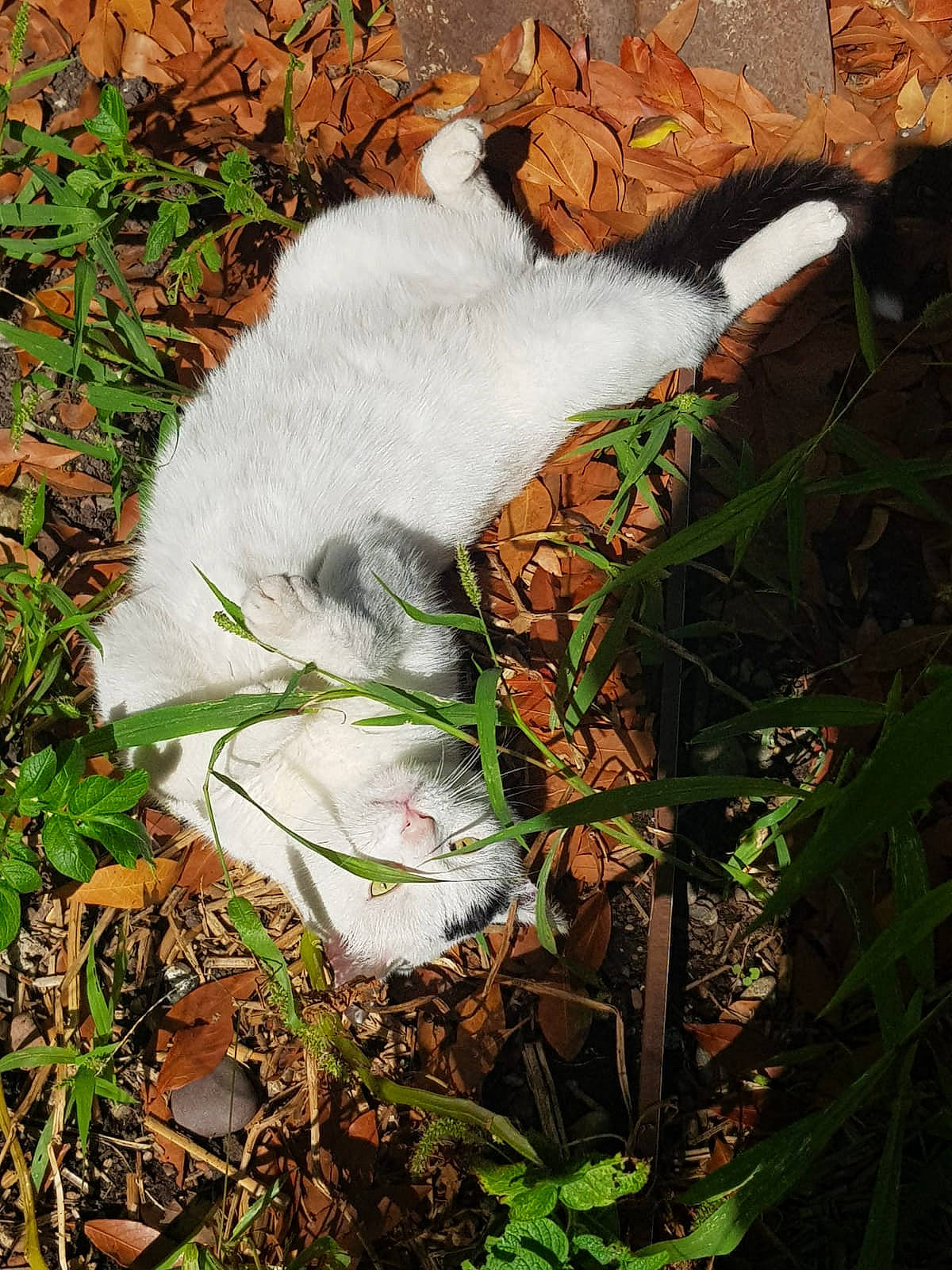 Robin participe au concours pour gagner de l'argent avec cette photo : canidae, fawn, felidae, fungus, fur, grass, groundcover, herb, human_leg, natural_landscape, people_in_nature, plant, sporting_group, tail, terrestrial_animal, terrestrial_plant, trunk, twig, wildlife, wood