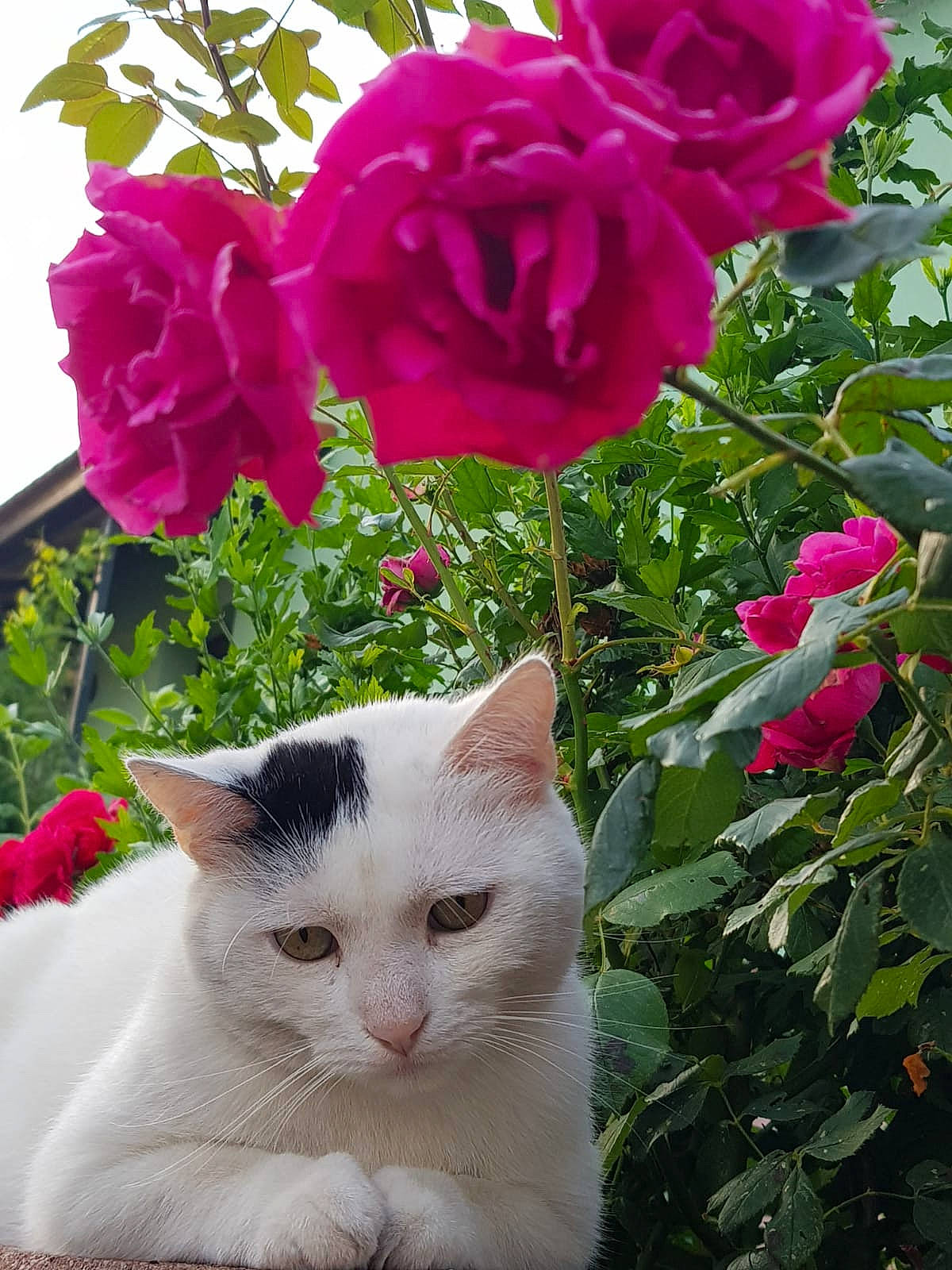 Robin a rejoint le concours — aidez-le/la à gagner de superbes lots ! annual_plant, botany, carnivore, cat, felidae, flower, flowering_plant, grass, green, groundcover, hybrid_tea_rose, petal, pink, plant, rosa_centifolia, rose, shrub, small_to_medium_sized_cats, terrestrial_plant, whiskers