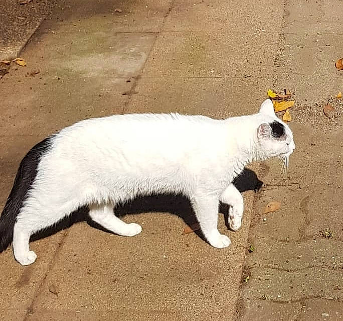 Robin a rejoint le concours — aidez-le/la à gagner de superbes lots ! asphalt, canidae, carnivore, cat, claw, concrete, dog_breed, domestic_short_haired_cat, fawn, felidae, fur, paw, road_surface, shadow, small_to_medium_sized_cats, snout, tail, terrestrial_animal, whiskers