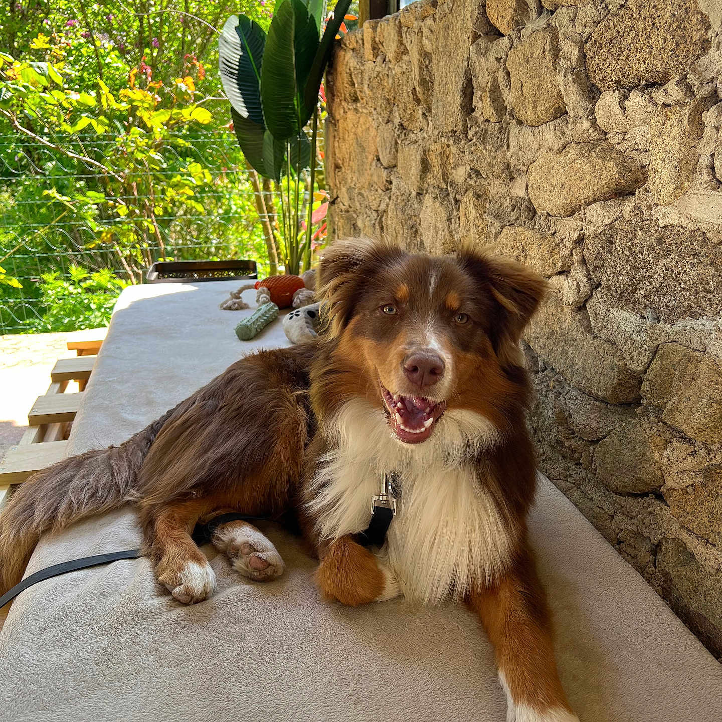 Saïko participe au concours pour gagner de l'argent avec cette photo : bench, brown_dog, canine, daylight, dog, fur, greenery, happy, leash, nature, outdoor, pet, plants, portrait, relaxed, resting, smiling, stone_wall, sunlight, white_fur