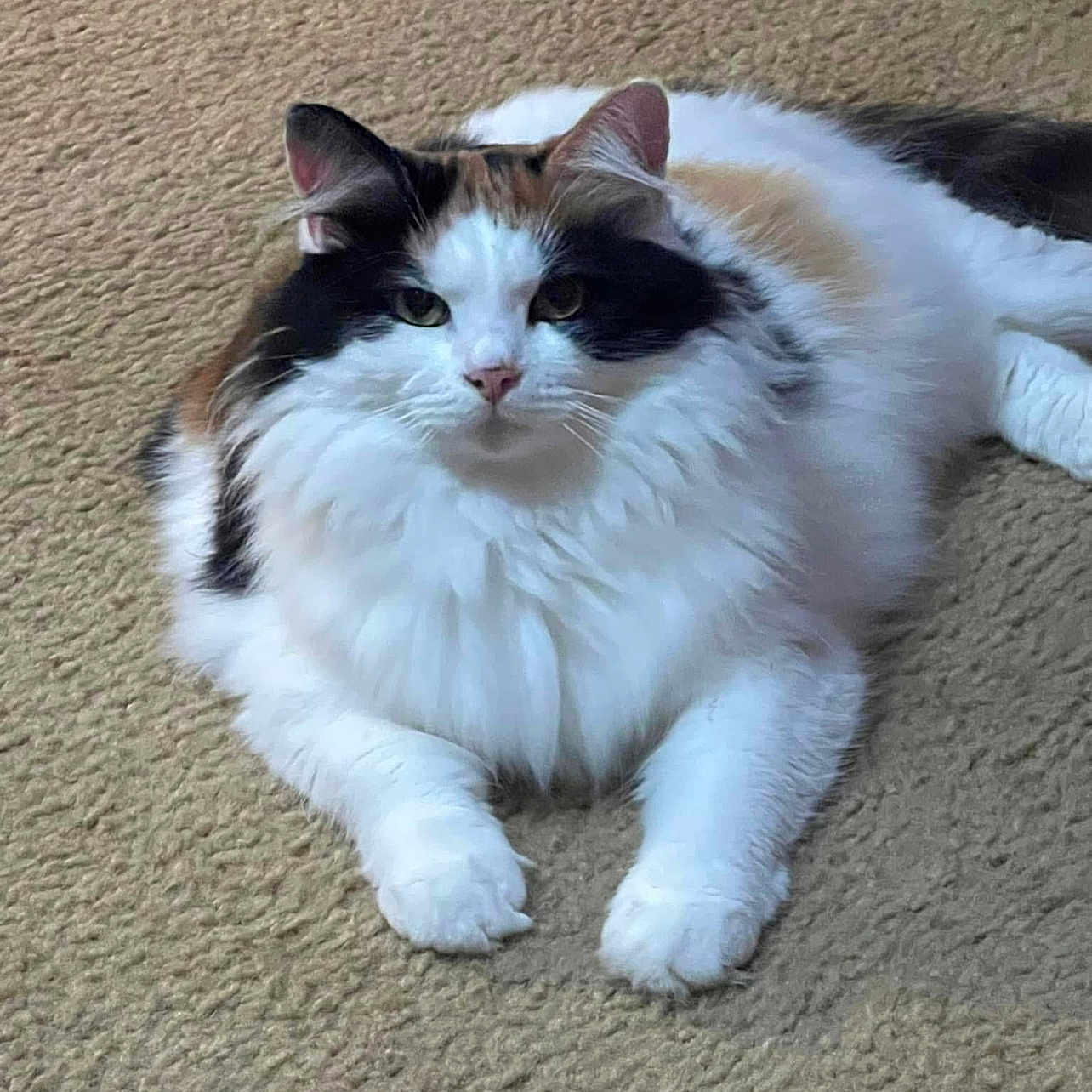 Callie is registered to the contest to win money with this photo: abyssinian, angora, animal, cat, document, hardwood, kitten, manx, pet, racket, receipt, siamese, sport, stainedwood, tennis, tennisracket, text, wood