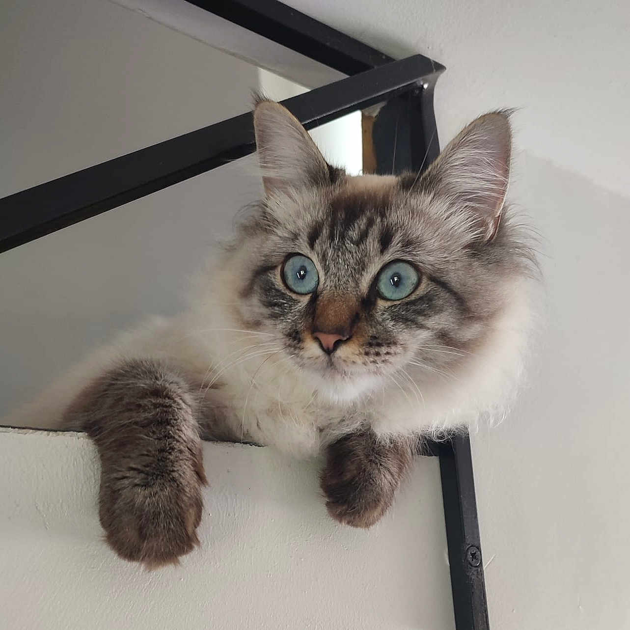 Bounty a rejoint le concours — aidez-le/la à gagner de superbes lots ! animal, blue_eyes, cat, curious, cute, domestic_cat, ears, feline, fluffy, fur, indoor, ledge, mammal, metal_frame, paws, pet, portrait, relaxed, whiskers, white_wall