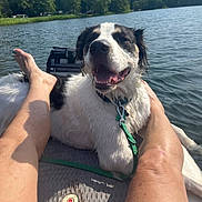 Obie-Juan joined the competition — help win amazing prizes! dog, water, lake, person, legs, paddleboard, forest, outdoor, summer, sunlight, happy, wet, canine, nature, recreation, relaxation, smile, collar, leash, scenery