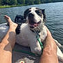 canine, collar, dog, forest, happy, lake, leash, legs, nature, outdoor, paddleboard, person, recreation, relaxation, scenery, smile, summer, sunlight, water, wet