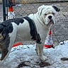 Max joined the competition — help win amazing prizes! animal, black, bulldog, chain_link_fence, dog, ears, fence, four_legs, ground, guarding, nature, outdoor, pet, serious_expression, snow, standing, tail, traffic_cone, white, winter