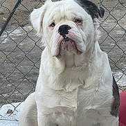 Max is registered to the contest to win money with this photo: dog, white_dog, bulldog, pet, animal, sitting, outdoor, fence, chain_link_fence, fur, ears, black_patch, close_up, portrait, canine, cute, companion, mammal, domestic_animal, expression