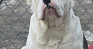 Max is registered to the contest to win money with this photo: animal, black_patch, bulldog, canine, chain_link_fence, close_up, companion, cute, dog, domestic_animal, ears, expression, fence, fur, mammal, outdoor, pet, portrait, sitting, white_dog