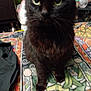 August is registered to the contest to win money with this photo: cat, black_cat, pet, animal, feline, close_up, indoor, blanket, patterned_blanket, fur, whiskers, eyes, curious, sitting, mammal, domestic_animal, cute, furry, soft, companion