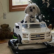 Max is registered to the contest to win money with this photo: dog, small_dog, terrier, toy_car, ride_on_toy, ford_logo, baby_truck, christmas_tree, ornament, stuffed_animal, plush_toy, window, wall_outlet, carpet, indoor, holiday_decor, collar, looking_up, playful, living_room