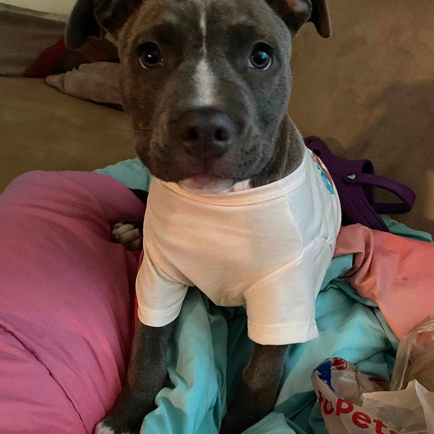 Athena is registered to the contest to win money with this photo: animal, bedroom, blanket, canine, cozy, curious, cute, dog, domestic, ears, fur, indoor, looking_at_camera, pet, pillow, puppy, sitting, snout, white_shirt, young_dog