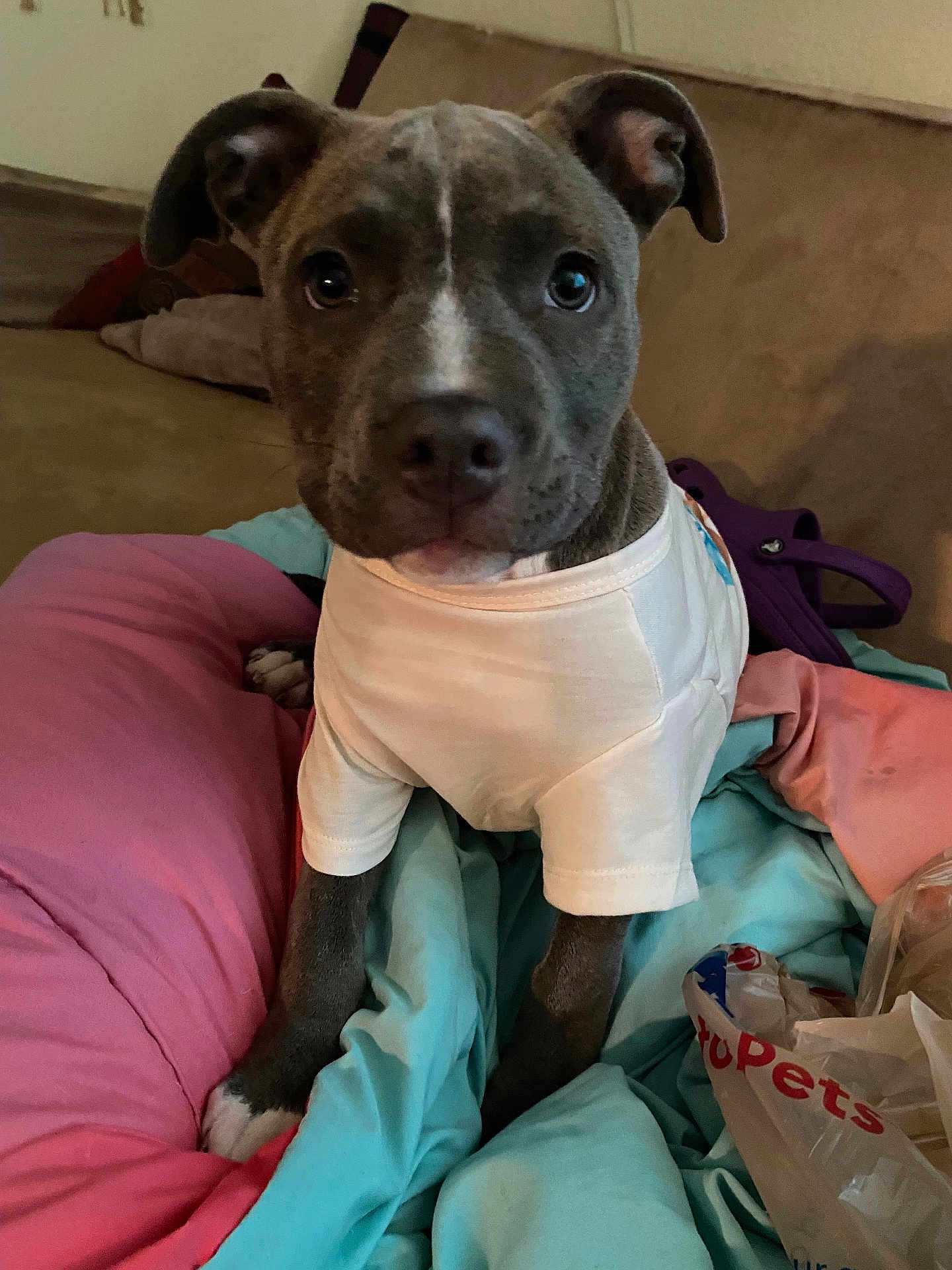 Athena is registered to the contest to win money with this photo: animal, bedroom, blanket, canine, cozy, curious, cute, dog, domestic, ears, fur, indoor, looking_at_camera, pet, pillow, puppy, sitting, snout, white_shirt, young_dog