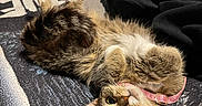 Darling is registered to the contest to win money with this photo: animal, bed, blanket, cat, collar, cozy, cute, domestic_cat, feline, fur, home, indoor, looking_up, pet, relaxed, resting, sleeping, soft, tabby_cat, two_cats