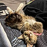 Darling is registered to the contest to win money with this photo: cat, tabby_cat, pet, indoor, bed, blanket, collar, feline, fur, cute, animal, resting, looking_up, domestic_cat, cozy, home, sleeping, two_cats, soft, relaxed