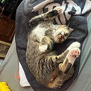 Darling is registered to the contest to win money with this photo: bed, blanket, casual, cat, cozy, domestic_animal, feline, fur, human_leg, indoor, paw, pet, pink_paw_pad, relaxed, resting, sleeping, striped, tabby, towel, toy