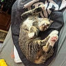 bed, blanket, casual, cat, cozy, domestic_animal, feline, fur, human_leg, indoor, paw, pet, pink_paw_pad, relaxed, resting, sleeping, striped, tabby, towel, toy