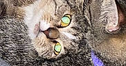 Darling is registered to the contest to win money with this photo: cat, tabby_cat, feline, pet, animal, closeup, fur, collar, purple_collar, eyes, whiskers, snuggling, blanket, indoor, cozy, resting, cute, domestic_cat, two_cats, sleepy