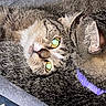 cat, tabby_cat, feline, pet, animal, closeup, fur, collar, purple_collar, eyes, whiskers, snuggling, blanket, indoor, cozy, resting, cute, domestic_cat, two_cats, sleepy