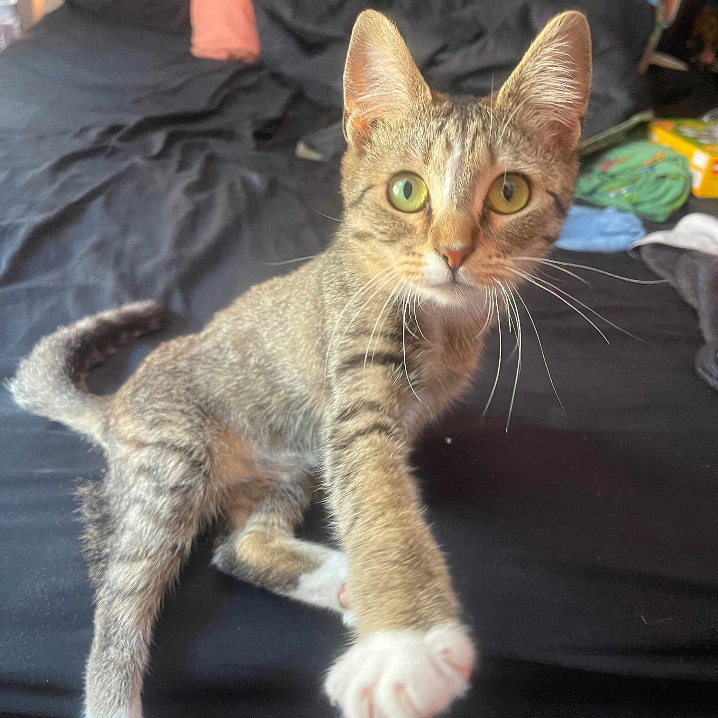 Darling is registered to the contest to win money with this photo: cat, kitten, tabby, paw, bed, bedroom, black_bedspread, green_eyes, curious, indoor, pet, feline, whiskers, fur, young, animal, cute, domestic, playful, resting